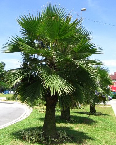 BRAHEA EDULIS H.WENDL. CLT 35 100/125