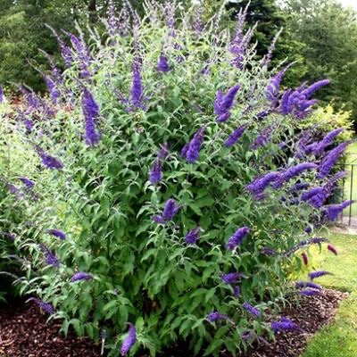 BUDDLEJA DAVIDII EMPIRE BLUE CLT 10 80/100