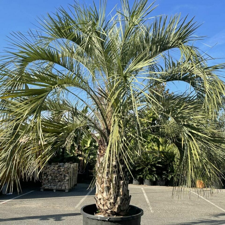 BUTIA CAPITATA CLT 240 200/250
