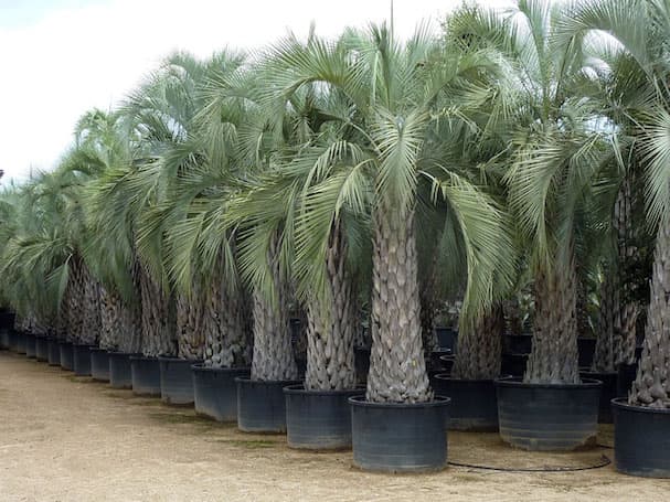 BUTIA YATAY CLT 1000 TRONC T550/600