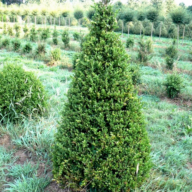 BUXUS SEMPERVIRENS ARBORESCENS CLT 70 CONE 125/150