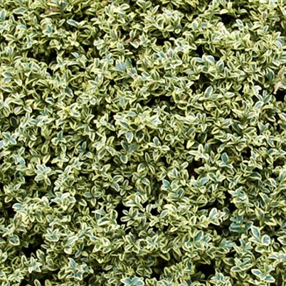 BUXUS SEMPERVIRENS AUREOVARIEGATA CLT 230 CUBE 100X100X100