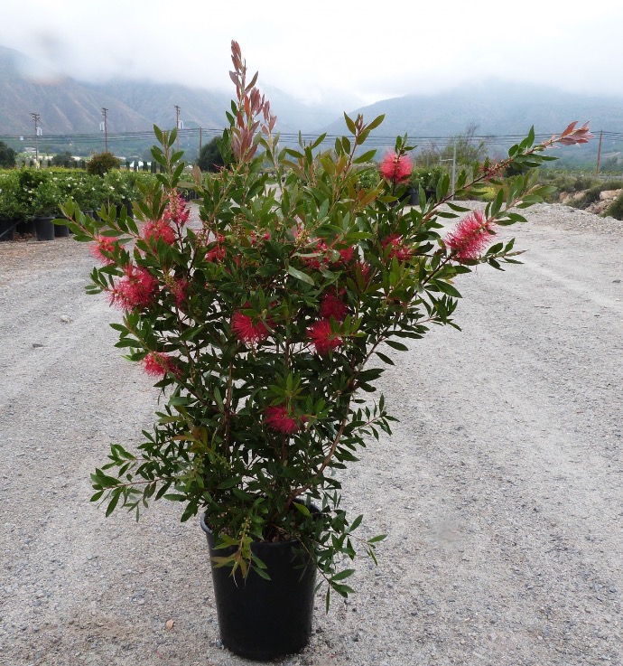 [2220] CALLISTEMON CITRINUS (LANCEOLATUS) CLT 10 80/100
