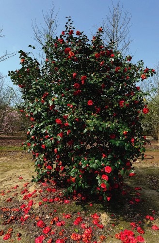 [2276] CAMELLIA JAPONICA CLT 285 300/350