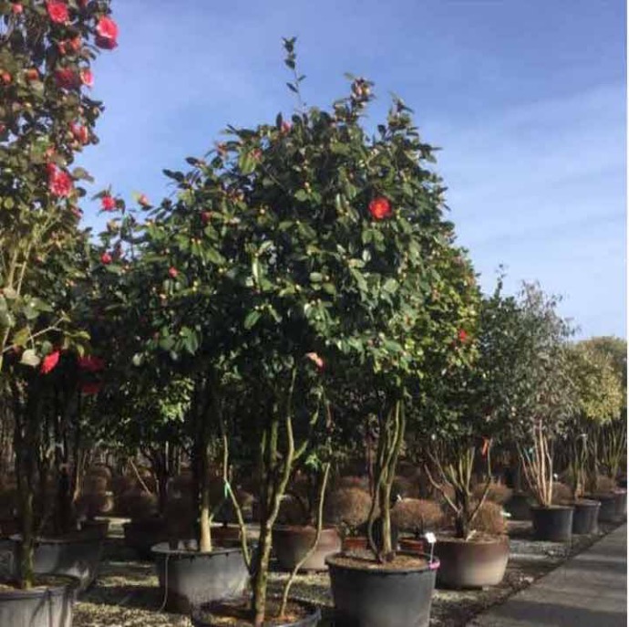 CAMELLIA JAPONICA CLT 110 PARACHUTE 200/250