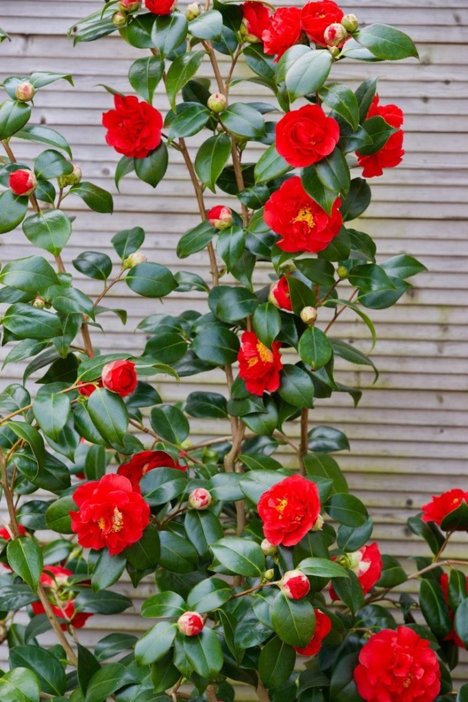 CAMELLIA JAPONICA BLOOD OF CHINA CLT 30 100/125