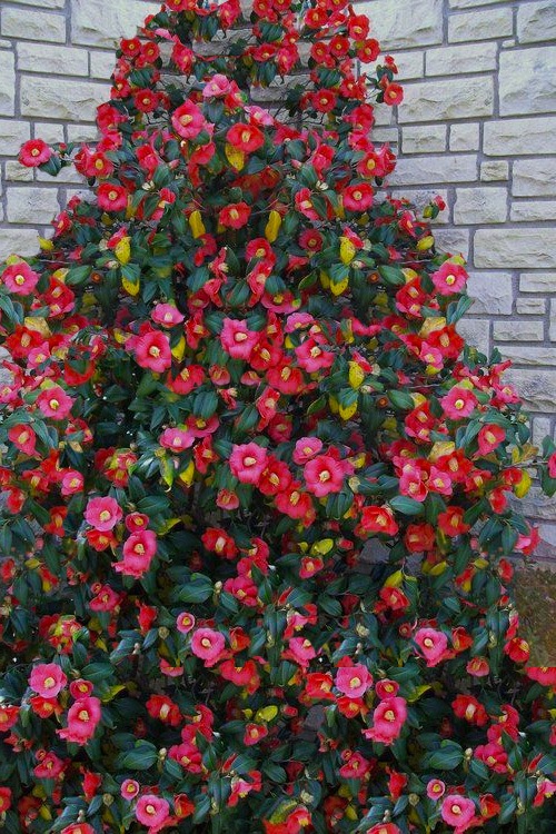 CAMELLIA JAPONICA COLONEL FIREY CLT 35 100/125
