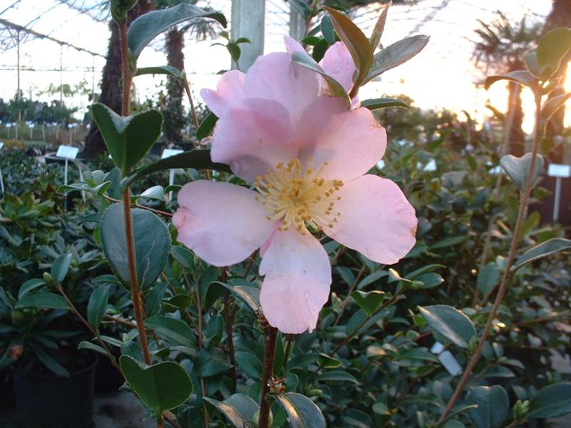CAMELLIA SASANQUA MAIDEN'S BLUSH CLT 30 60/80
