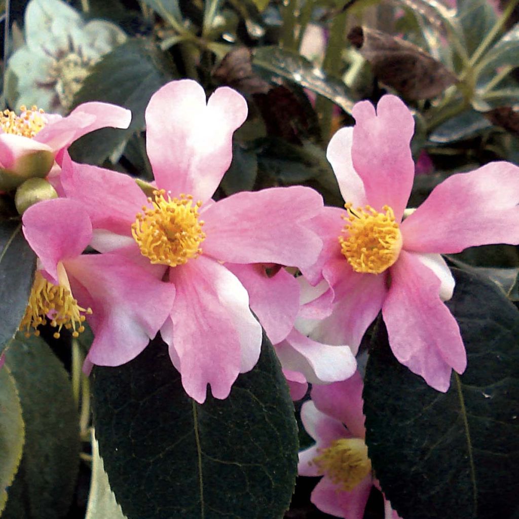 CAMELLIA SASANQUA CLT 15 DEMI TIGE