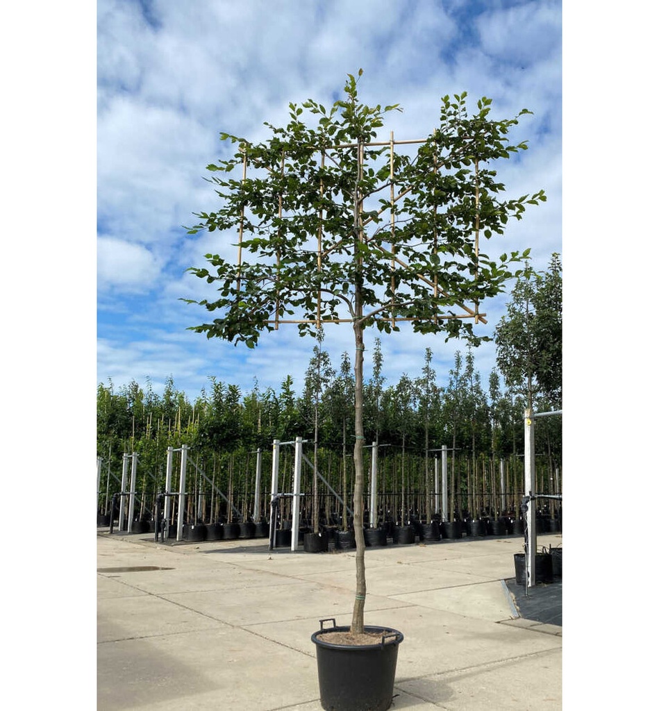 CARPINUS BETULUS CLT 110 TIGE PALISSEE 14-16 150X120