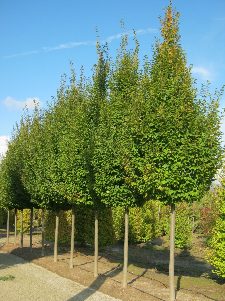CARPINUS BETULUS FRANS FONTAINE CLT 180 250/300