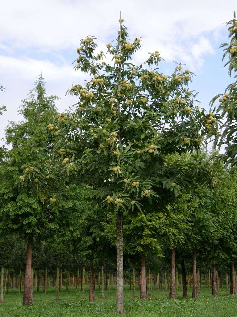 CASTANEA SATIVA (CHATAIGNIER) CLT 10 100/125