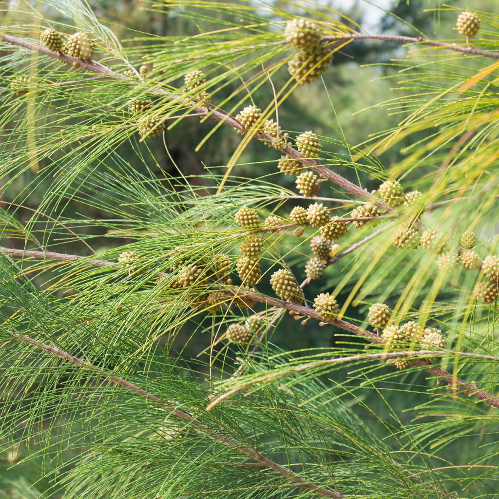 CASUARINA EQUISTIFOLIA CLT 90 TIGE RAMIFIEE 18-20 450/500