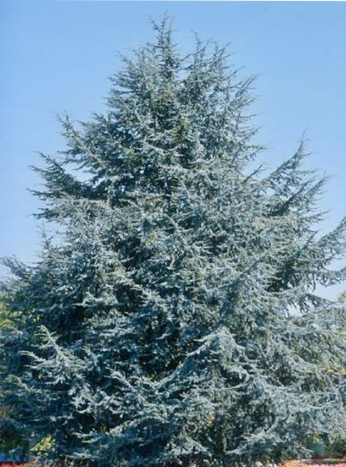 CEDRUS ATLANTICA GLAUCA CLT 1000 600/700