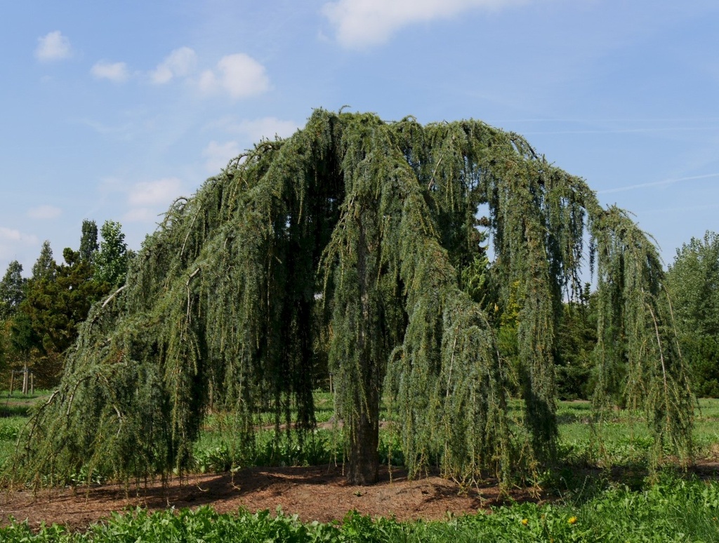 CEDRUS ATLANTICA GLAUCA PENDULA CLT 130 TIGE 25-30