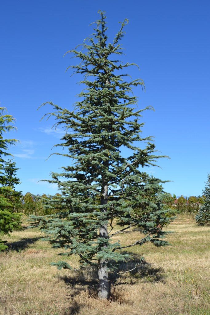 CEDRUS ATLANTICA PYRAMIDALIS CLT 45 150/175