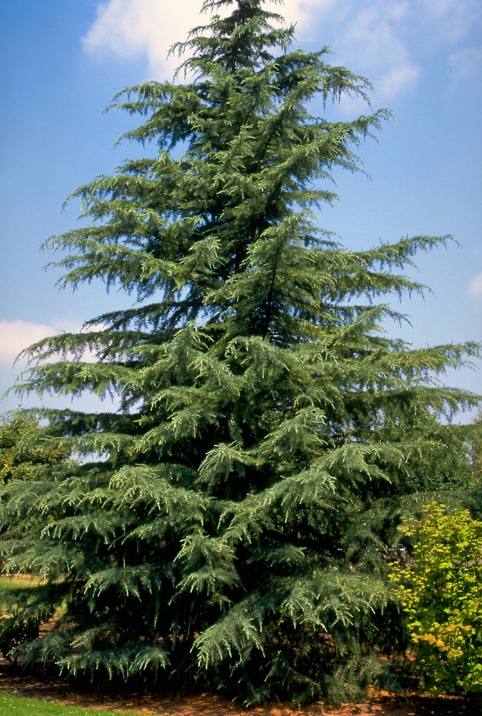 CEDRUS DEODARA CLT 1000 500/600