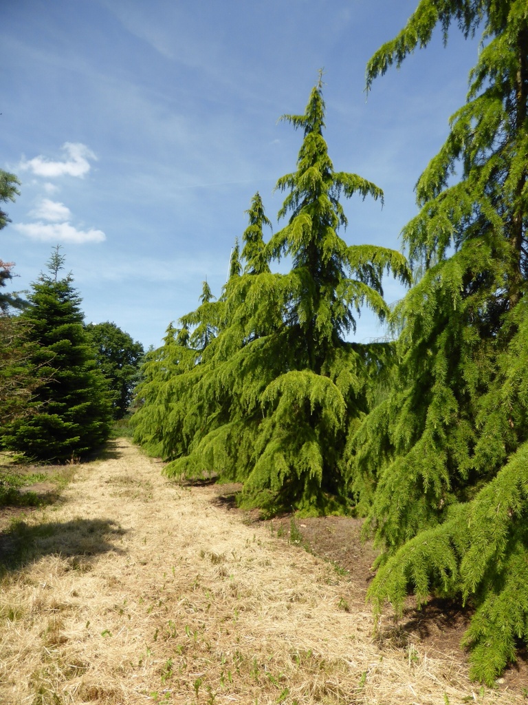 CEDRUS DEODARA AUREA CLT 1000 600/700