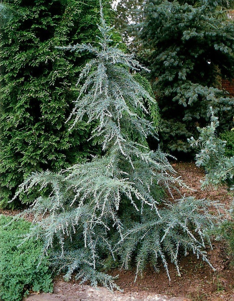 CEDRUS DEODARA BLUE TRIUMPH CLT 130 250/300