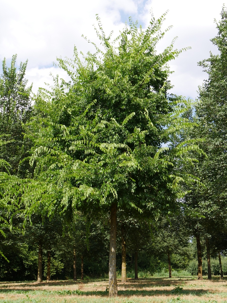 CELTIS OCCIDENTALIS CLT 230 TIGE 25-30
