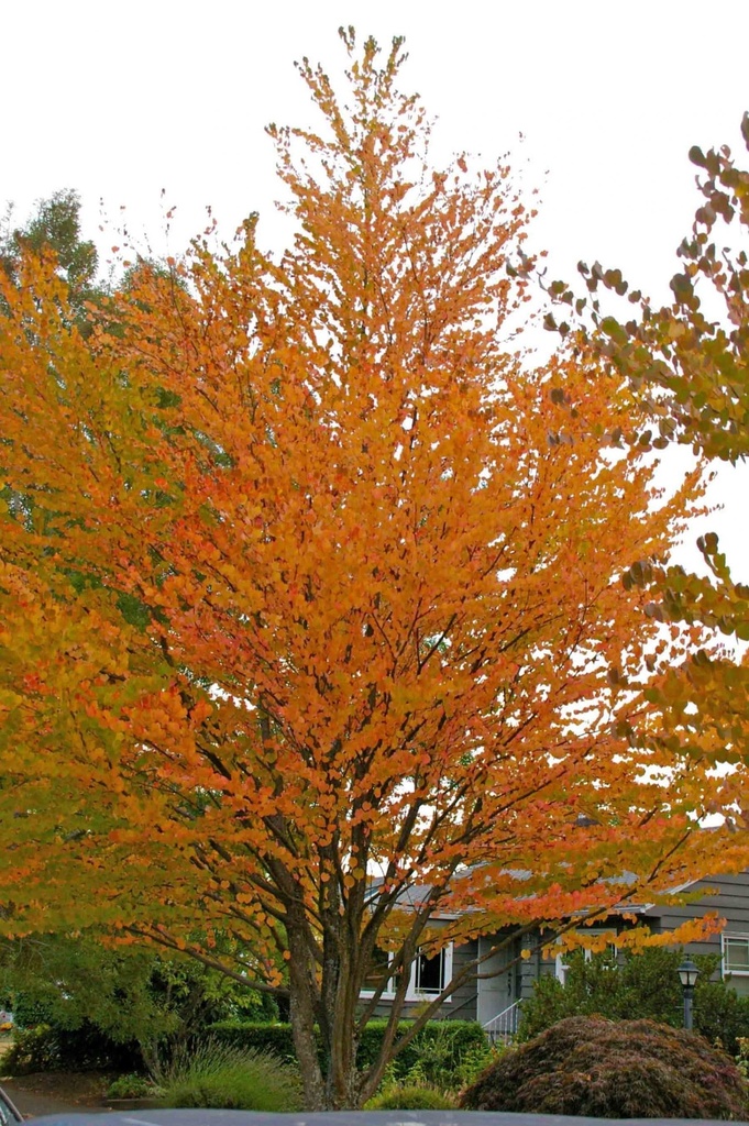 CERCIDIPHYLLUM JAPONICUM CLT 10 80/100