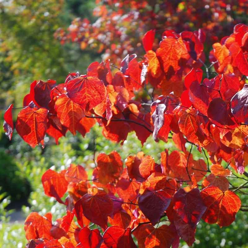 CERCIS CANADENSIS FOREST PANSY CLT 18 125/150