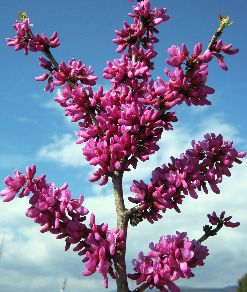 CERCIS CHINENSIS AVONDALE CLT 155 20-25