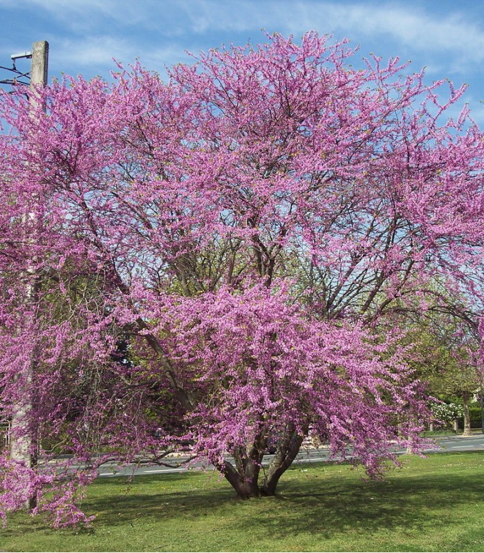 CERCIS SILIQUASTRUM CLT 65 DEMI TIGE 20-25