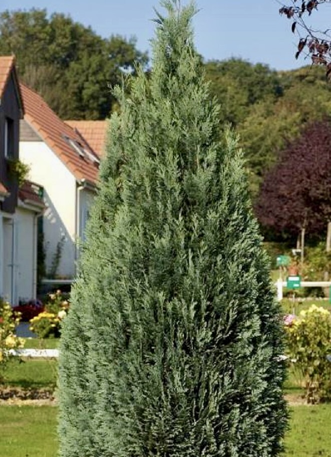 CHAMAECYPARIS LAW.COLUMN.GLAUCA CLT 18 100/125