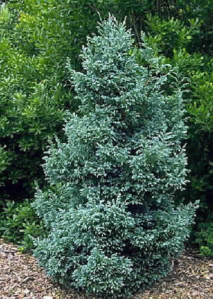 CHAMAECYPARIS PISIFERA BOULEVARD CLT 3 30/40