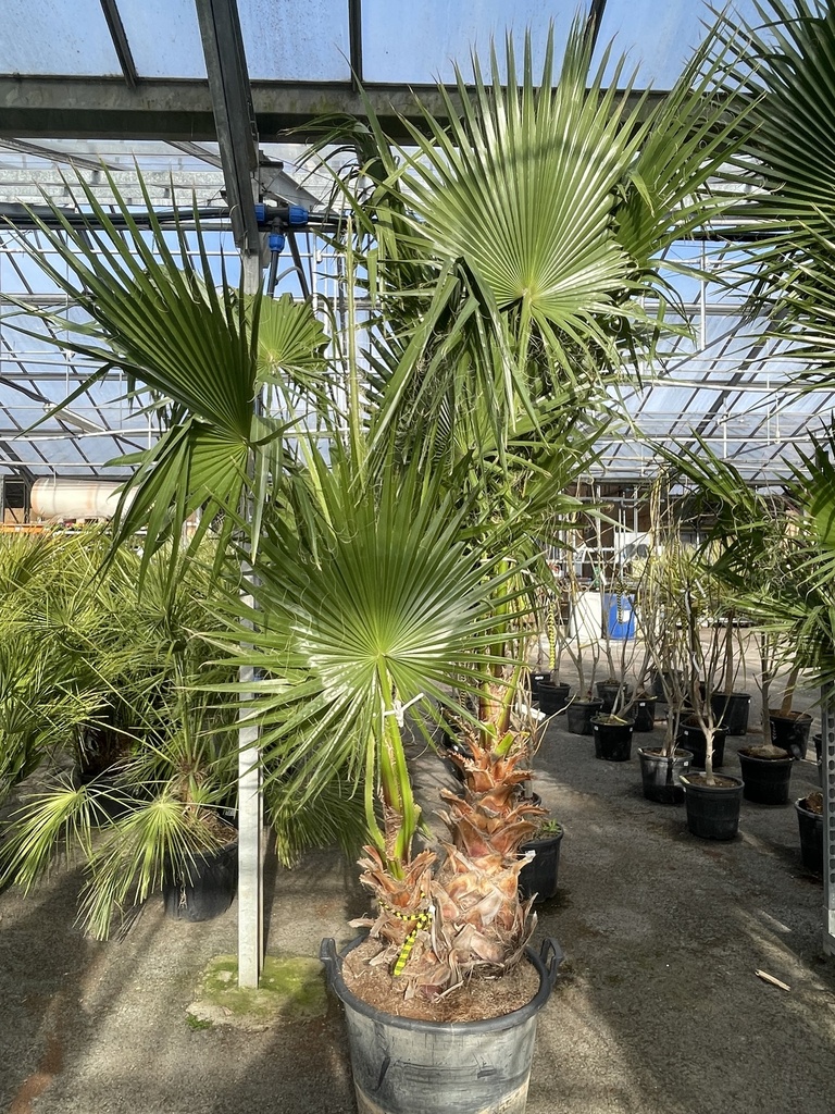 [2982] CHAMAEROPS EXCELSA (TRACHYCARPUS FORTUNEI) CLT 10 TRONC T10/15