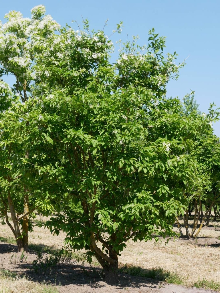 CHIONANTHUS RETUSUS CLT 30 175/200