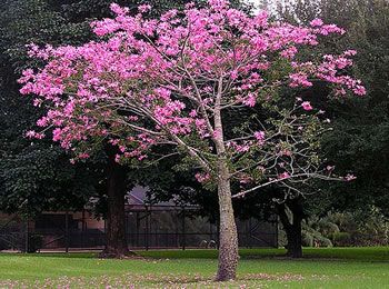 CHORISIA SPECIOSA (CEIBA S.) CLT 380 80-90