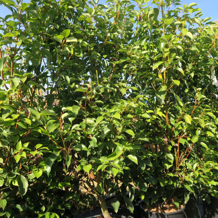 CINNAMOMUM CAMPHORA (CAMPHRIER) CLT 10 125/150