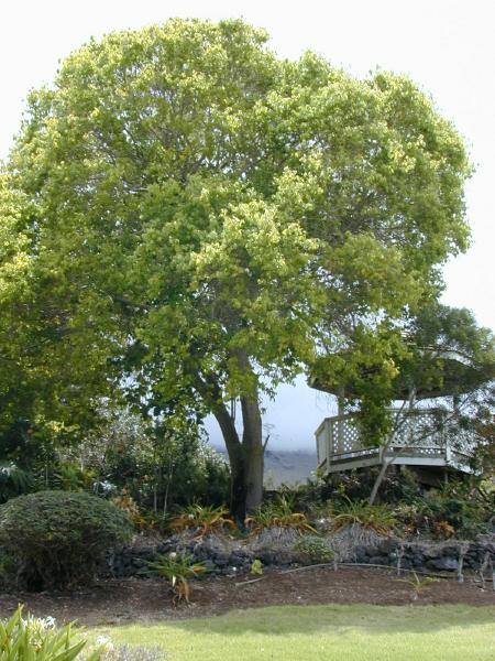 CINNAMOMUM CAMPHORA CLT 150 TIGE 16-18