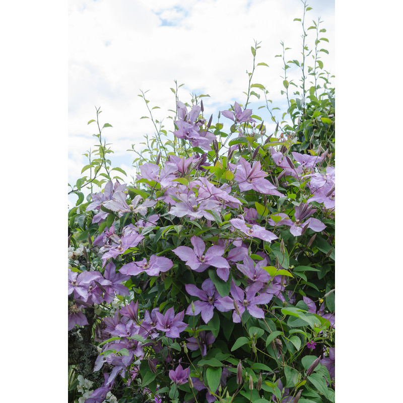 [3251] CLEMATIS MARGARET HUNT CLT 7 175/200