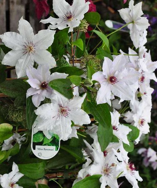 [3252] CLEMATIS MISS BATEMAN CLT 7 175/200