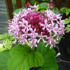 CLERODENDRON BUNGEI CLT 10 80/100