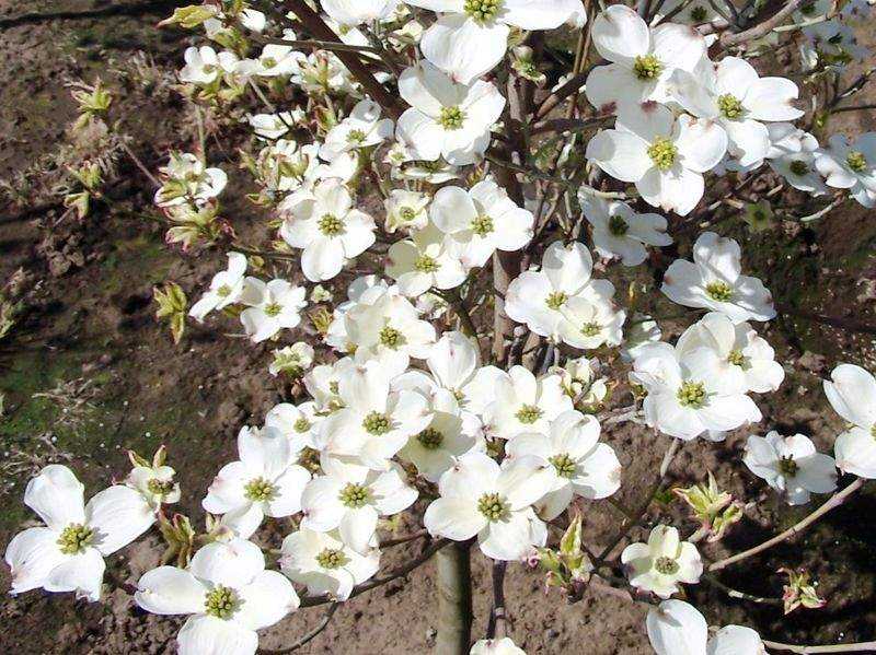 CORNUS DAYBREAK CLT 30 125/150