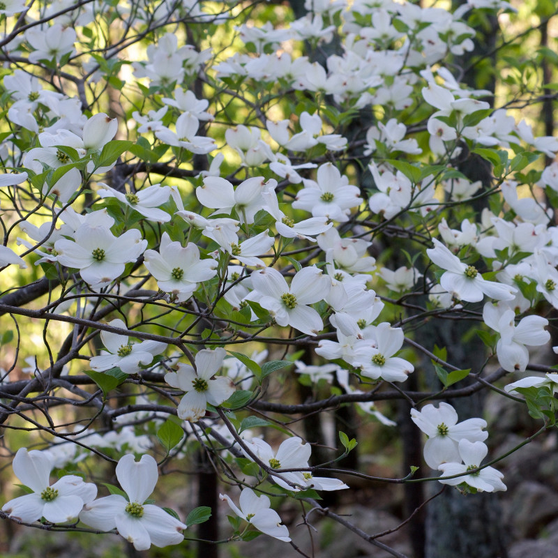 [3431] CORNUS FLORIDA CLT 10 80/100