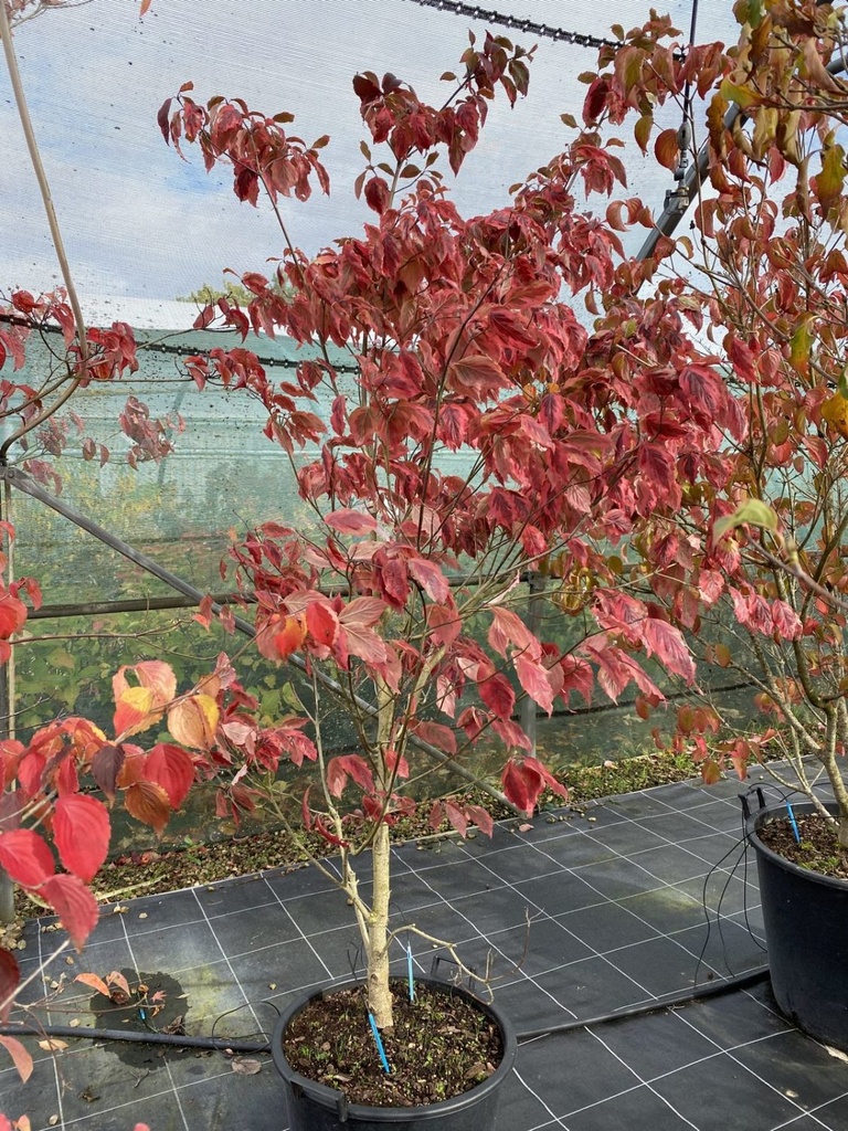 CORNUS FLORIDA CHEEROKEE CLT 30 100/125