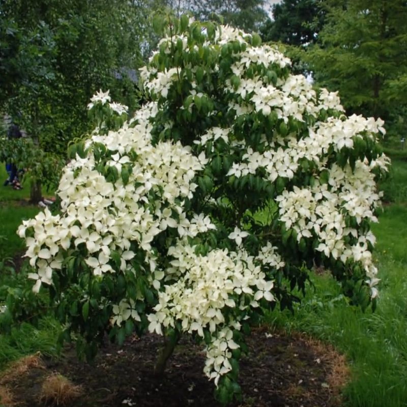 CORNUS FLORIDA CHINE GIRL CLT 30 150/175