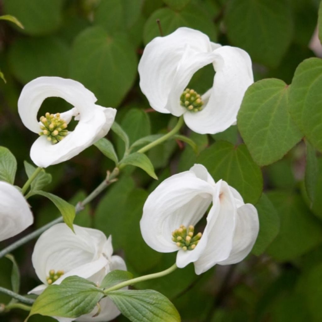 CORNUS FLORIDA CLOUD NINE CLT 30 150/175