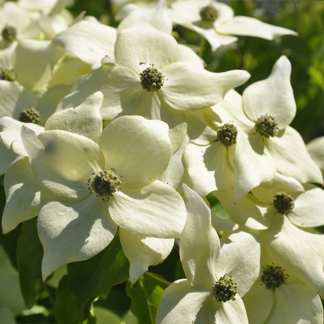 CORNUS KOUSA MILKY WAY CLT 10 60/80
