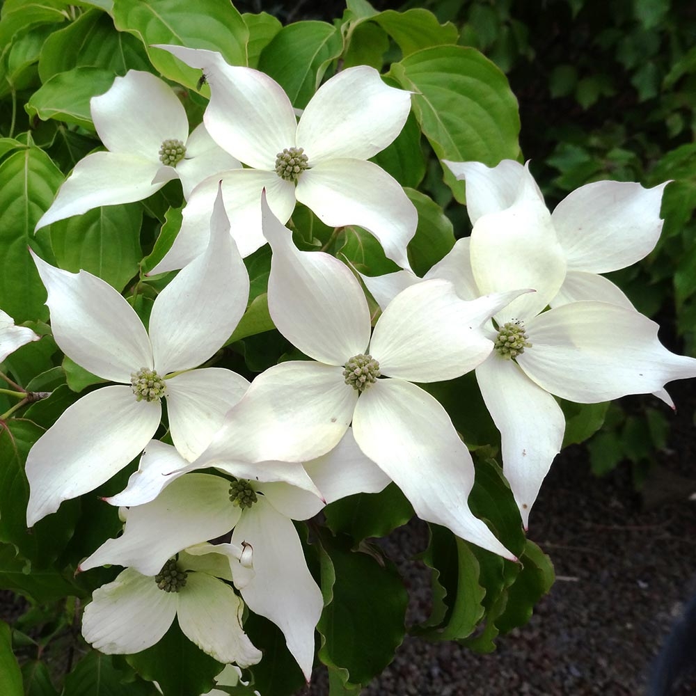 CORNUS KOUSA ROBERTS SELECT CLT 30 100/125