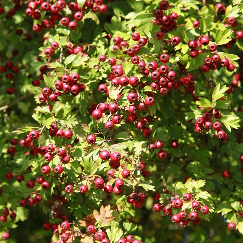CRATAEGUS AZAROLUS - AZZERUOLI CLT 10 DEMI TIGE 4-6