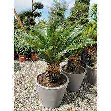 CYCAS REVOLUTA AIR POT CEPEE