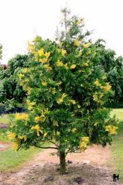 CALOCEDRUS DECURRENS AUREAVARIEGATA CLT 130 35-40