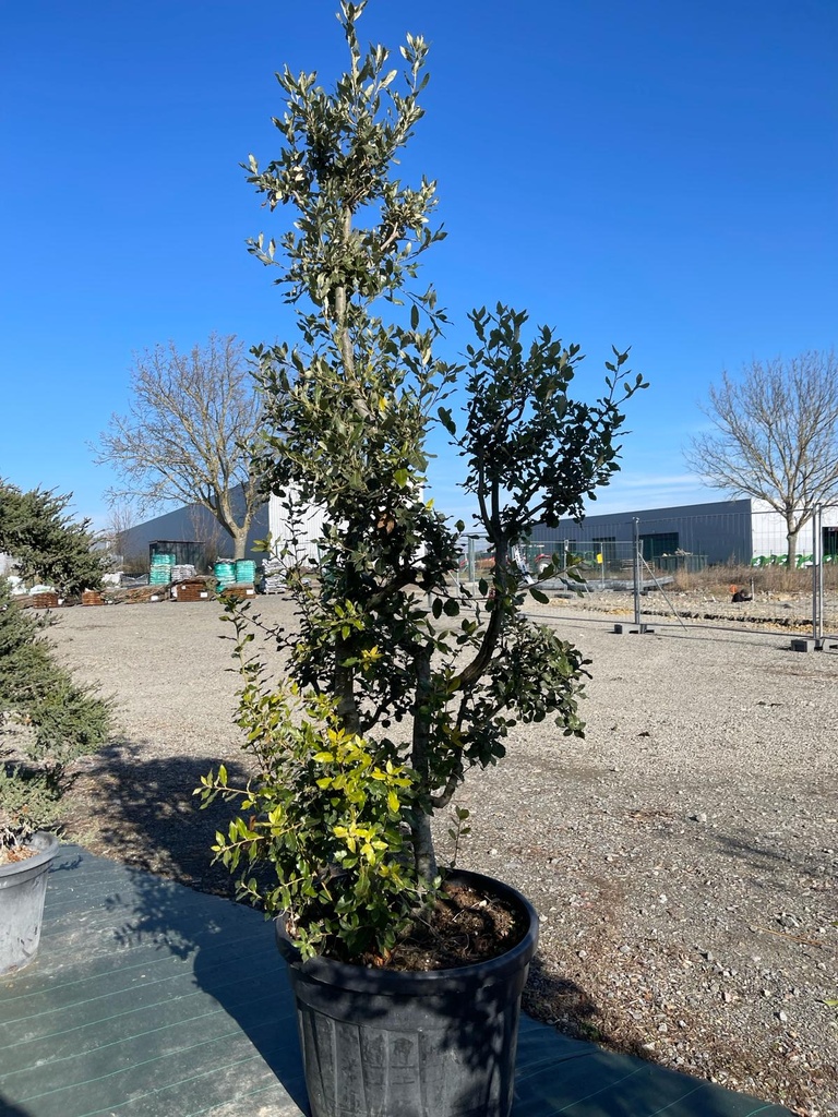 [10455] QUERCUS ILEX CLT 130 POMPONS 250/300