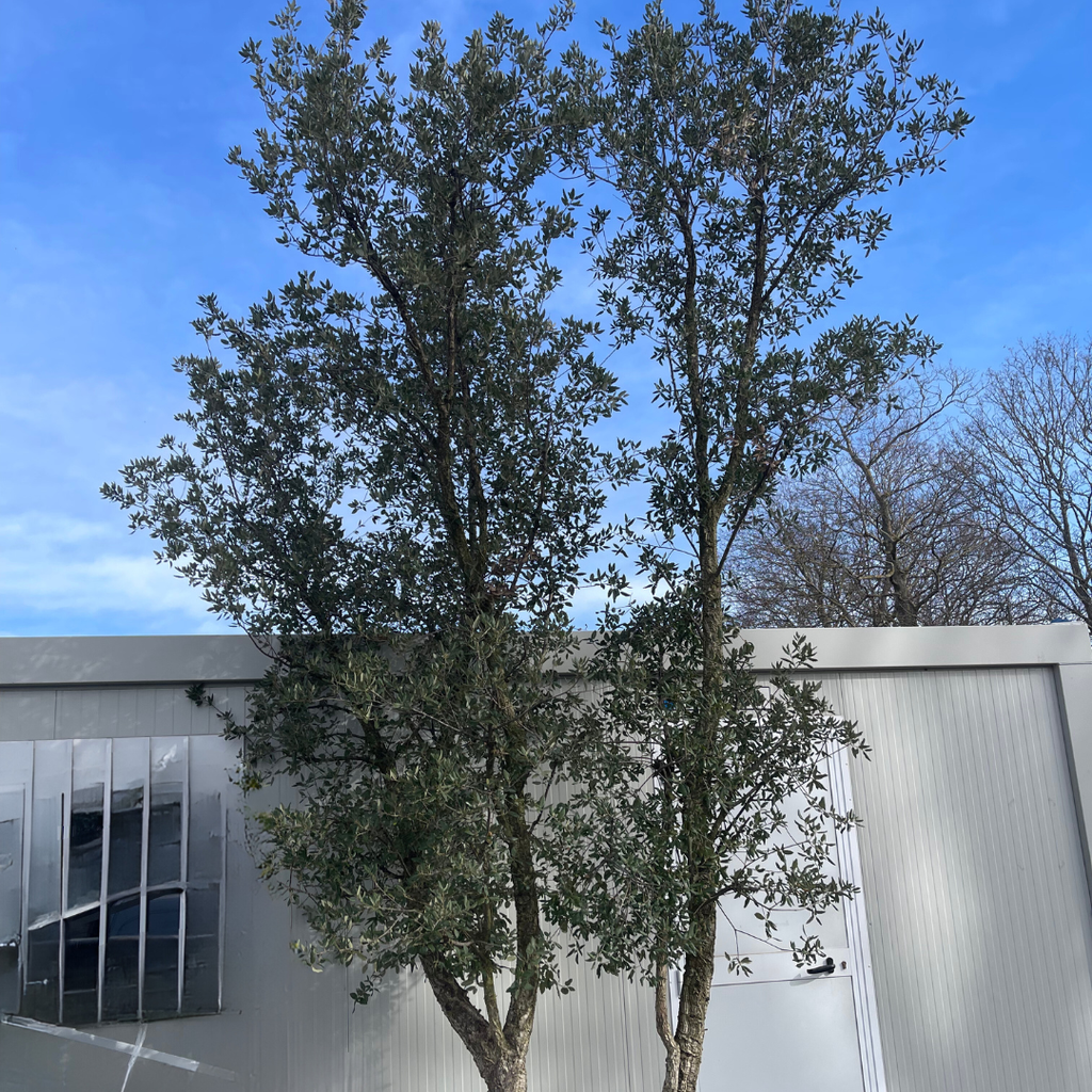 QUERCUS SUBER CLT 110 TIGE 20-25